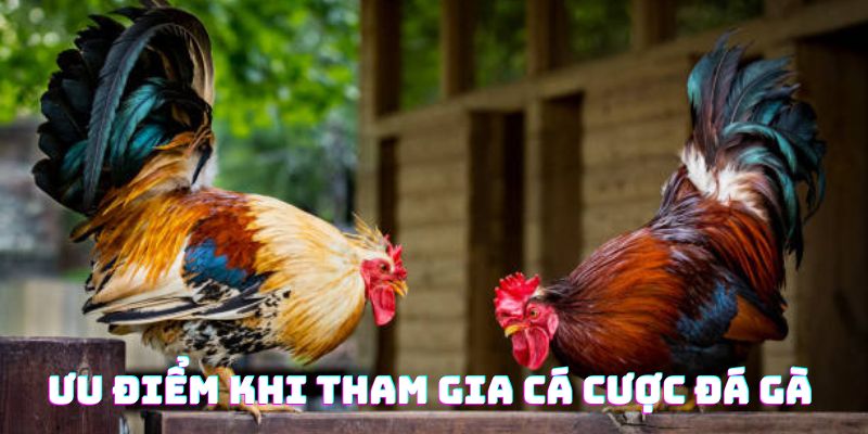 đá gà ưu điểm