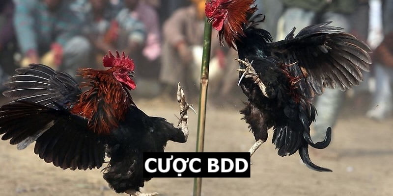 Cược BDD