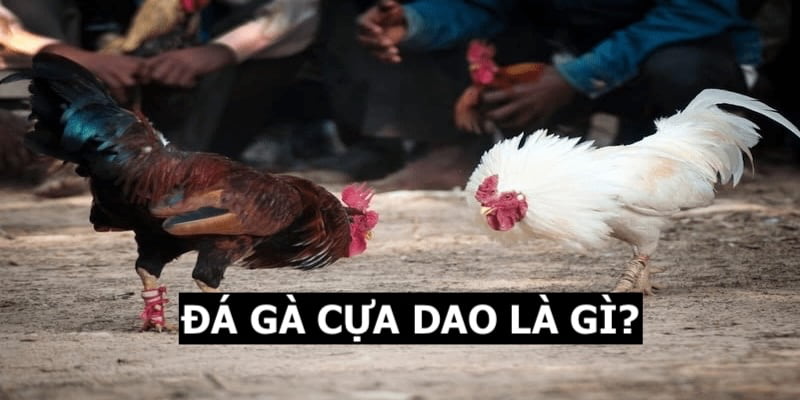 khái quát đá gà cựa dao