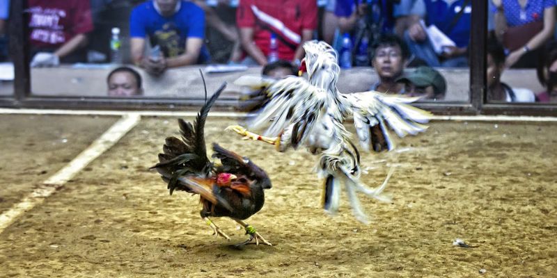 Quy trình thi đấu đá gà