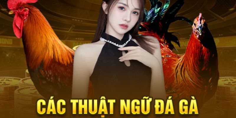 thuật ngữ đà gà