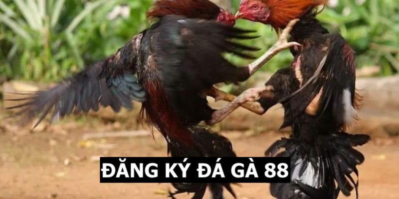 đăng ký đá gà 88