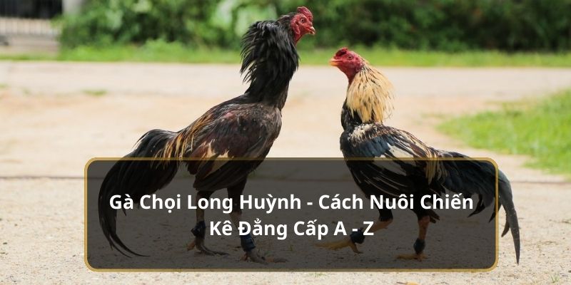 Gà chọi long huỳnh