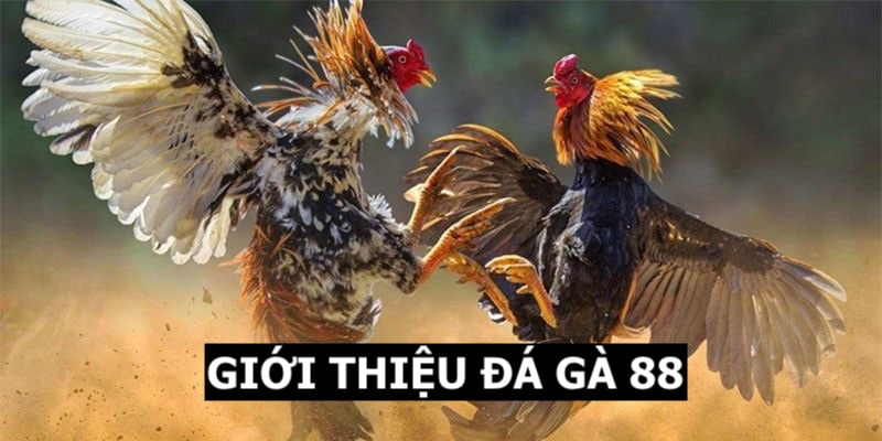 giới thiệu đá gà 88